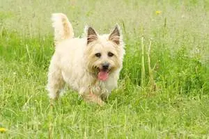 Cairn Terrier
